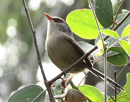 variegated fairy wren